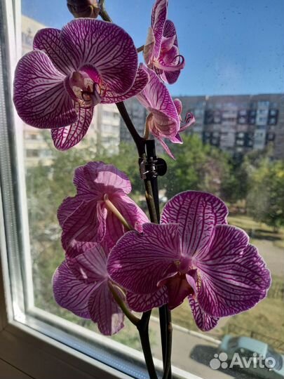 Орхидея фаленопсис