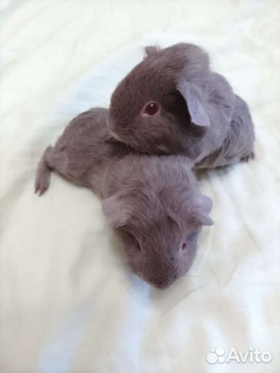 Морские свинки невероятных окрасов)