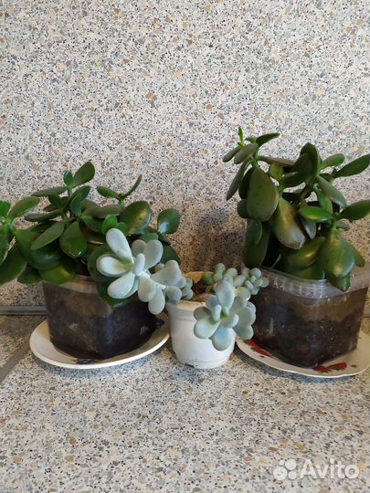 Суккуленты