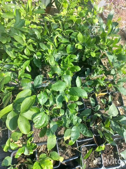 Лимоны плодоносящие из питомника растений