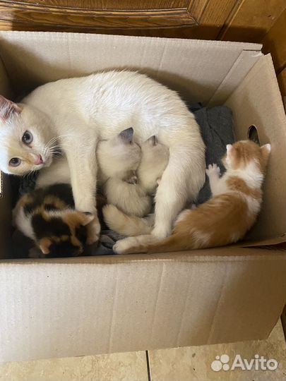 Котята в добрые руки