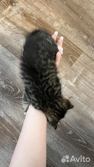 Серый пушистый котенок