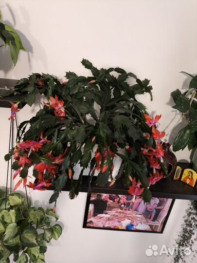 Декабрист большой взрослый роскошный