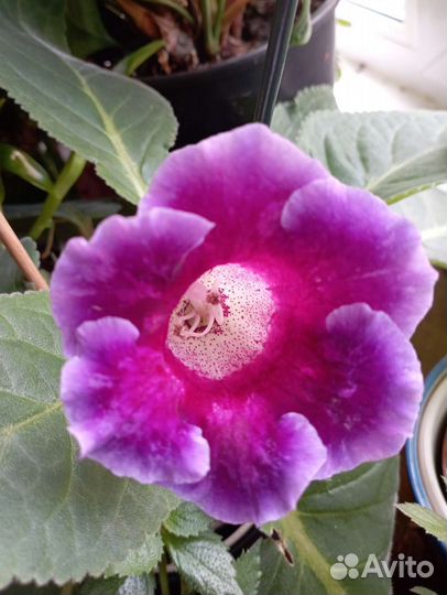 Глаксынья, Алое, фикус, каланхоэ, толстянка