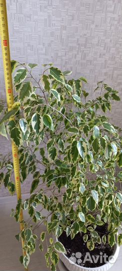 Фикус бенджамина