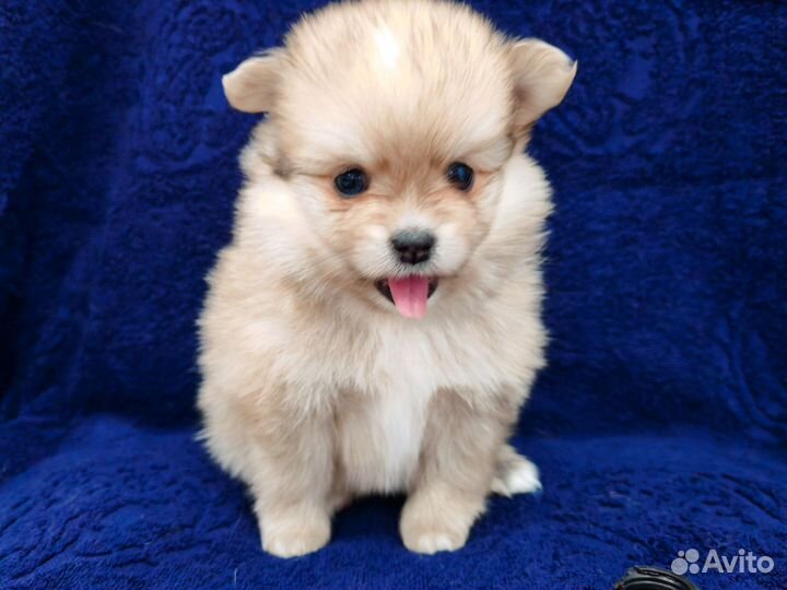 Померанский шпиц