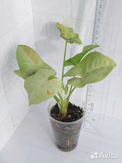 Сингониум Конфетти Милк