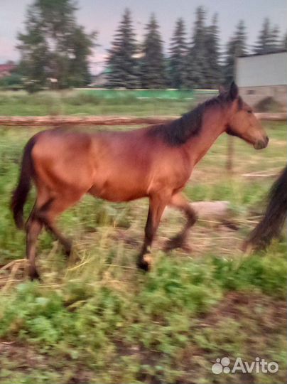 Жеребец 2г.2мец