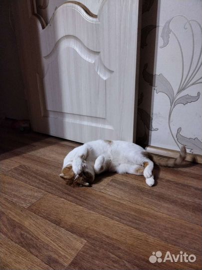 Вязка / случка