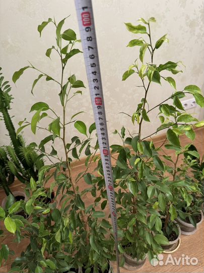 Фикус бенджамина