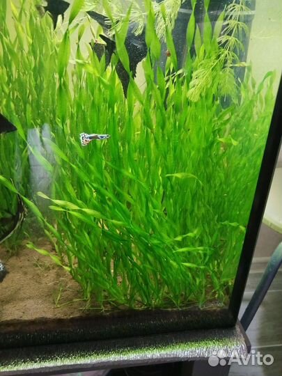 Аквариумное растение