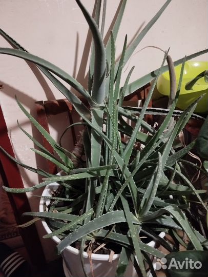 Продам цветы