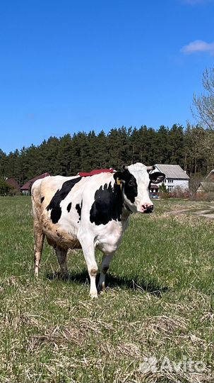 Корова высокоудойная