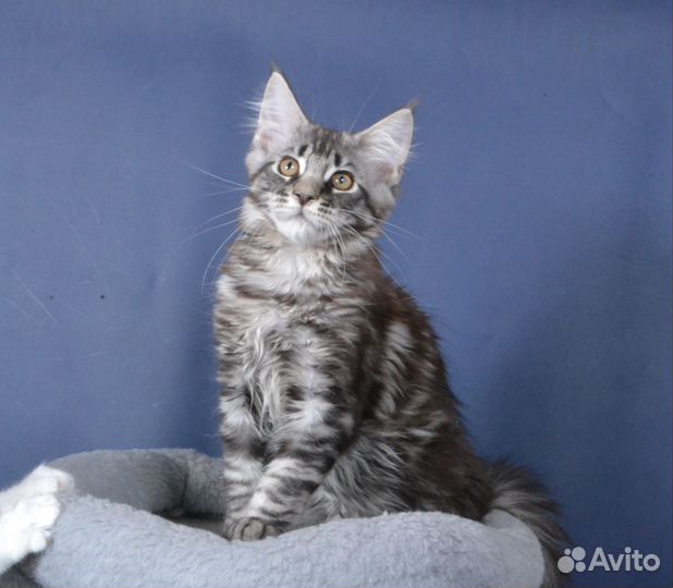 Шикарный Дартаньян)