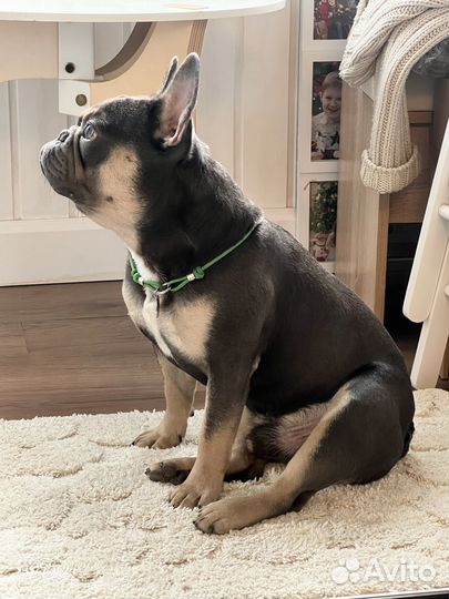 Французский бульдог кабель вязка бесплатно