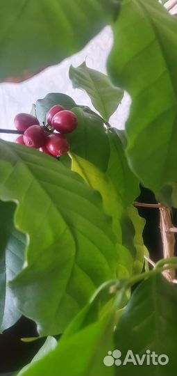 Кофейное дерево(арабика)