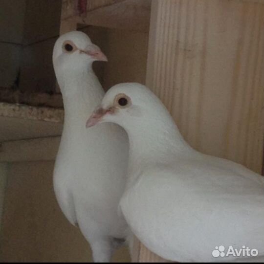 Голуби на выпуск
