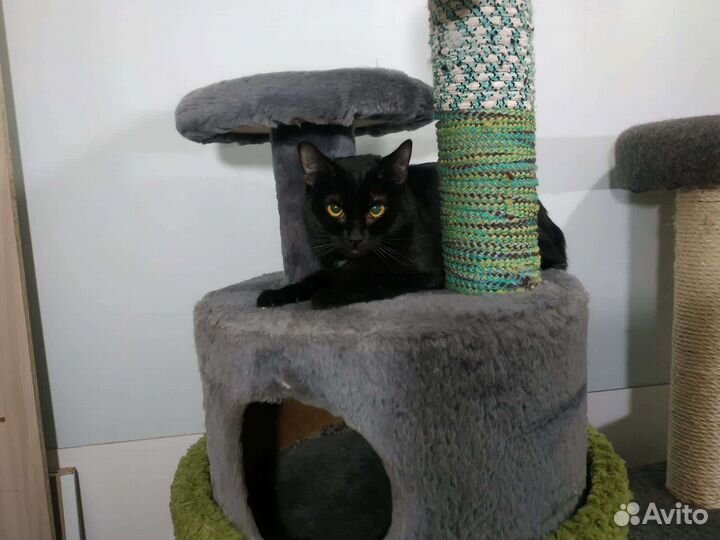 Кошка в дар