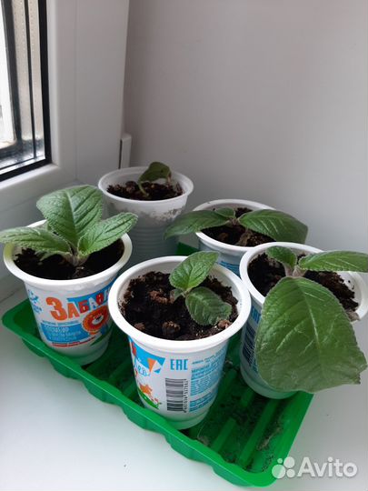 Стрептокарпусы