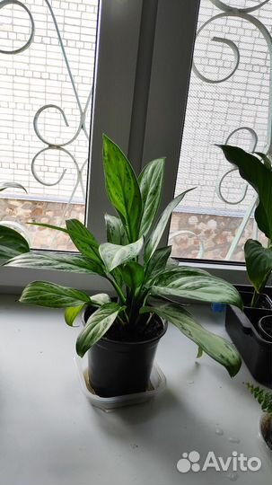 Аглаонема, Дифенбахия,Спатифилум