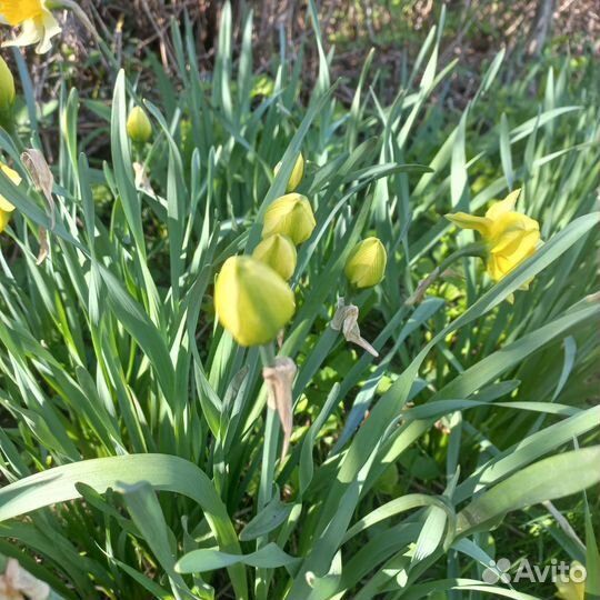 Луковицы нарциссов