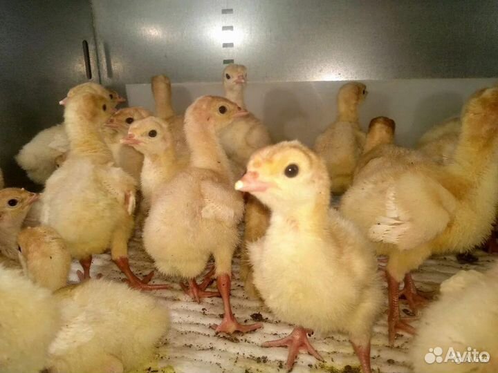 Индюшата хайбрид конвертер. Биг 6