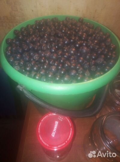 Черноплодная рябина