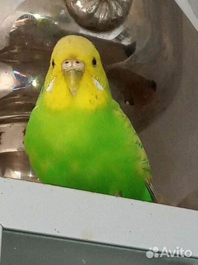 Волнистые попугаи, зрелые, только парами, клетки