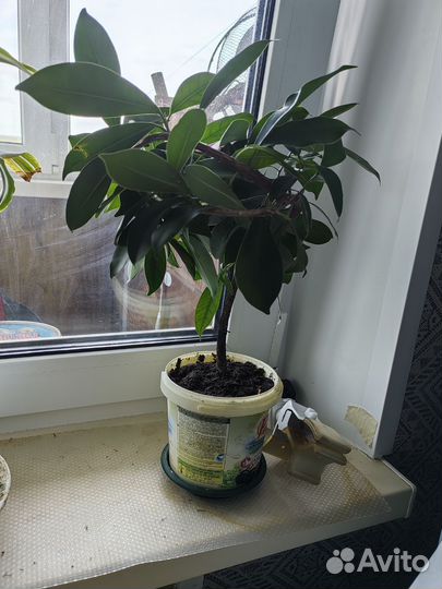 Фикус микрокарпа бонсай