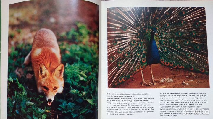 Книги по фотографии