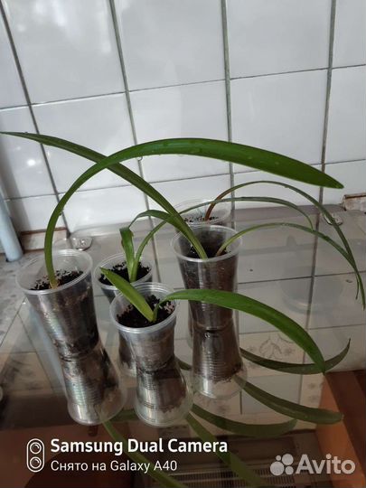 Гиппиаструм(семейства аморилловых)