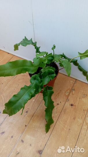 Асплениум Сколопендриум