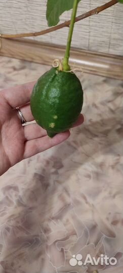 Лимон плодоносящий