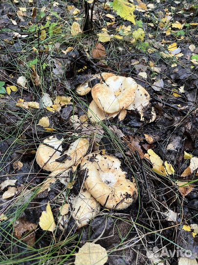 Грибы грузди сырые свежие