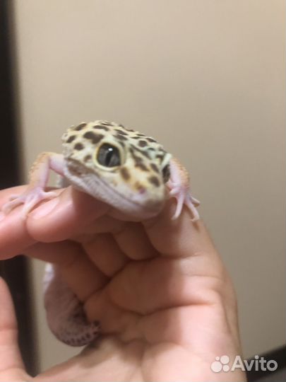 Геккон эублефар самка