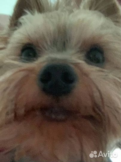 Собака хищная