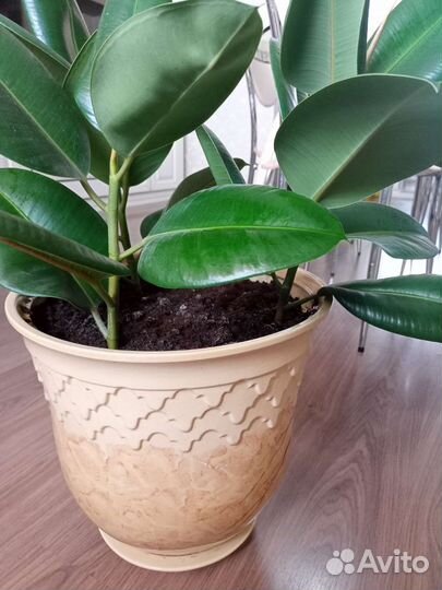 Фикус каучуконосный большой