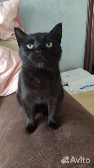 Кошка в добрые ручки