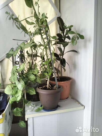 Комнатные растения цветы