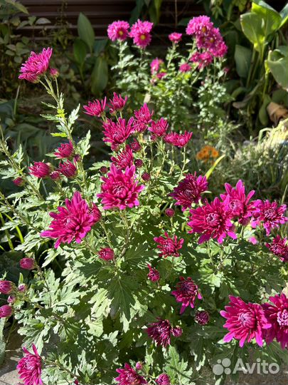 Хризантема