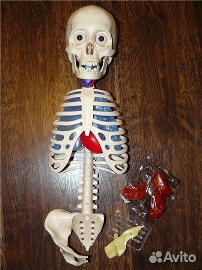 Скелет Артемка