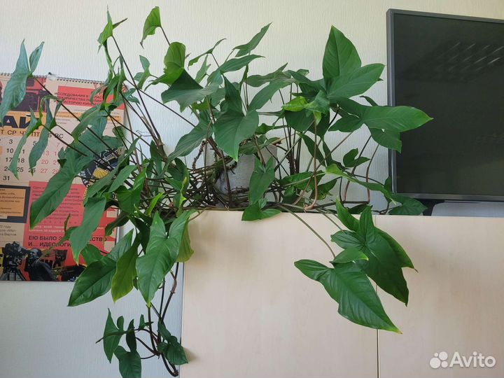 Филодендрон плетущийся