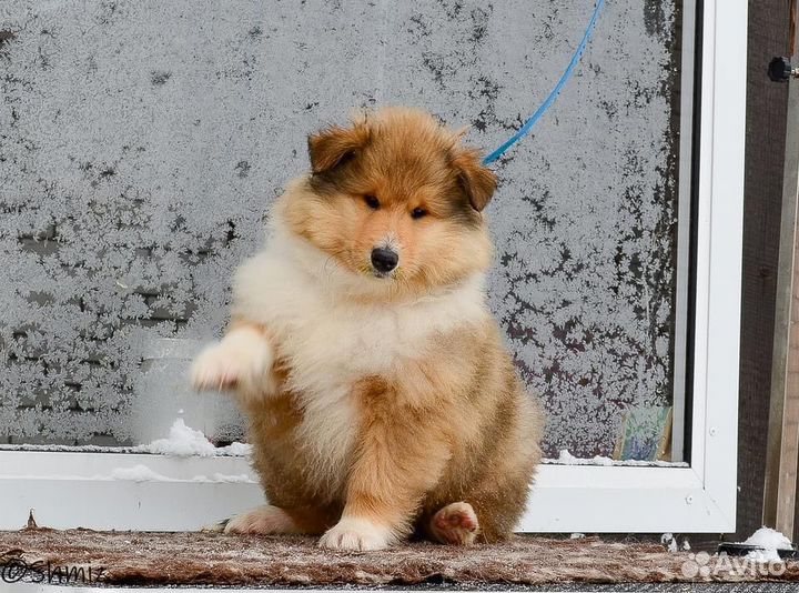 Щенки колли