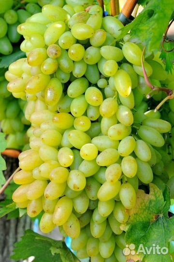 Саженцы Винограда Кишмиш Столетие доставка