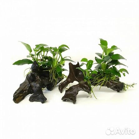 Аквариумные растения, Креветки, Рыбки