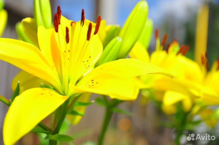 Лилии, флоксы, сентябринка