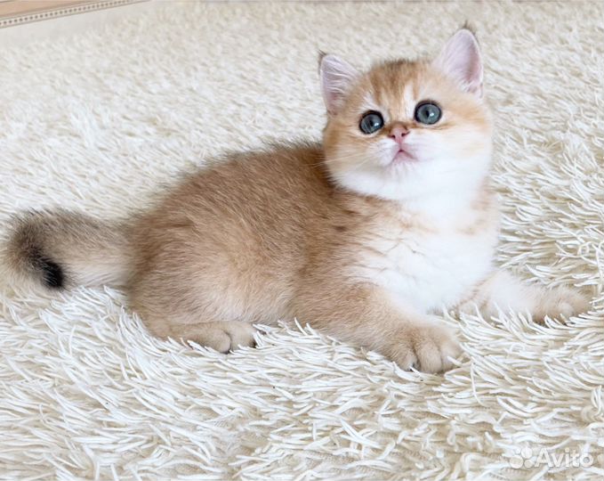 Золотая шиншилла по имени Nora