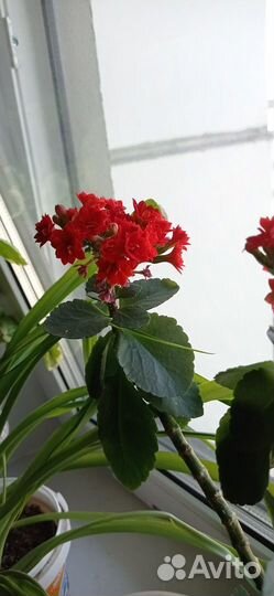 Продам цветы комнатные