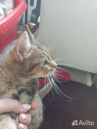 Котик в добрые руки