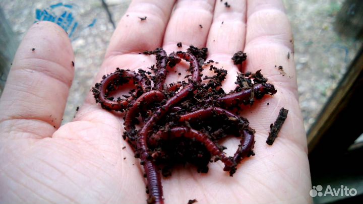 Красный червь